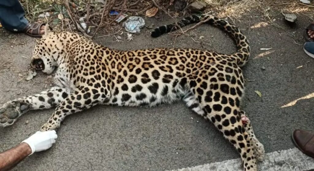 Leopard Accident