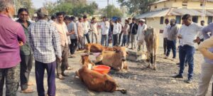 Mangrulpir cow smuggling
