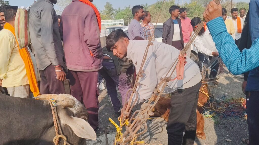 Mangrulpir cow smuggling