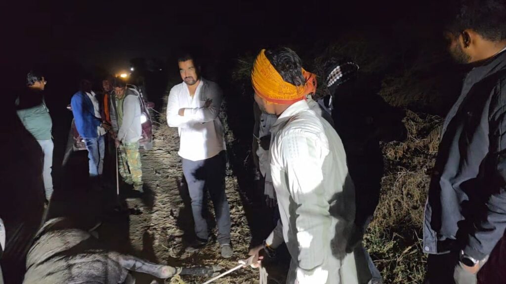 Nilgai accident in Jalna