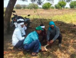 Deer rescue from well Akola