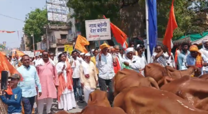 Cow Slaughter Protest Telhara