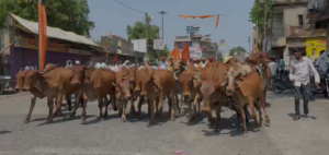Cow Slaughter Protest Telhara