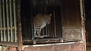Khamgaon Leopard Rescue