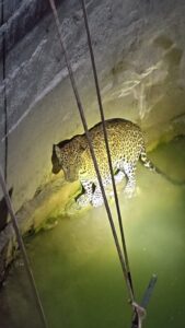 Khamgaon Leopard Rescue