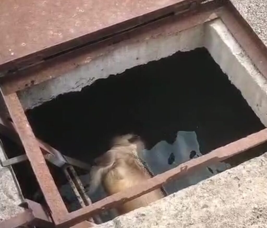 Balapur water tank dead monkey health risk village negligence