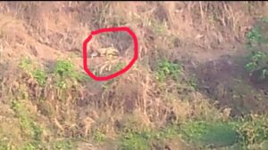Leopard sighting Balapur Tamsi river area